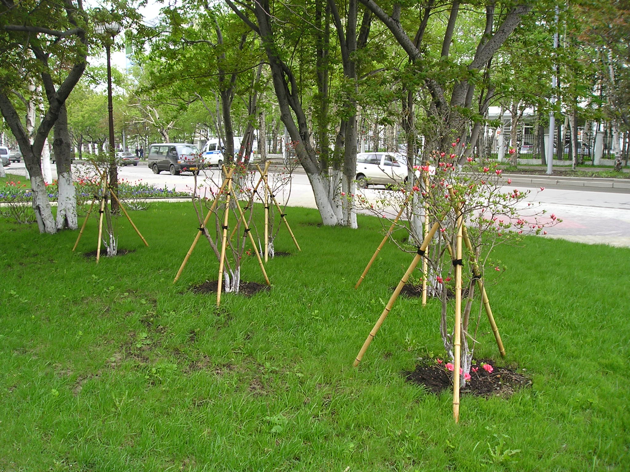 A commemorative tree-planting ceremony